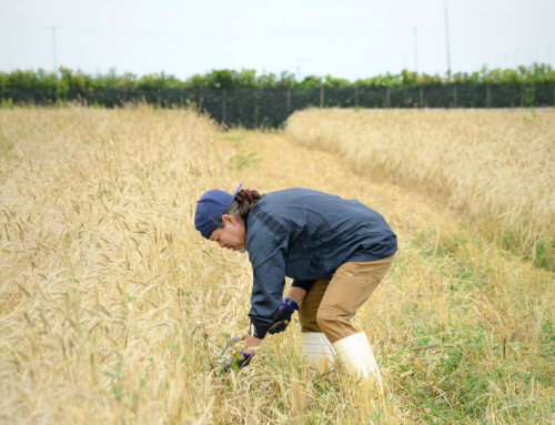 【島麦かなさんプロジェクト】津堅島の麦収穫２０２２