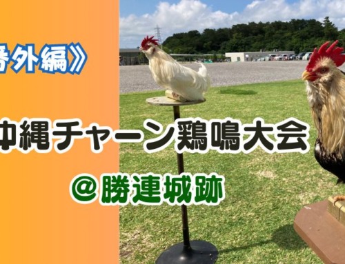 《番外編》沖縄地鶏チャーンが歌声を競い合いました