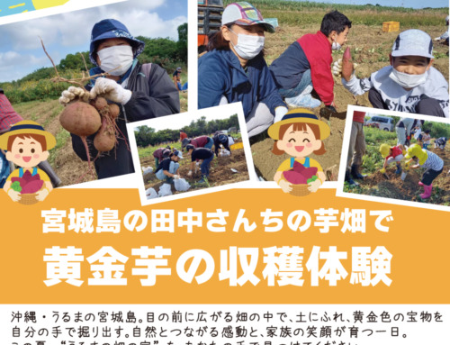 【参加者募集】宮城島の田中さんちの芋畑で黄金芋の収穫体験