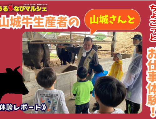 《体験レポート》山城牛が教えてくれた「命」の授業